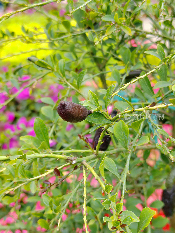 Microcitrus australasica